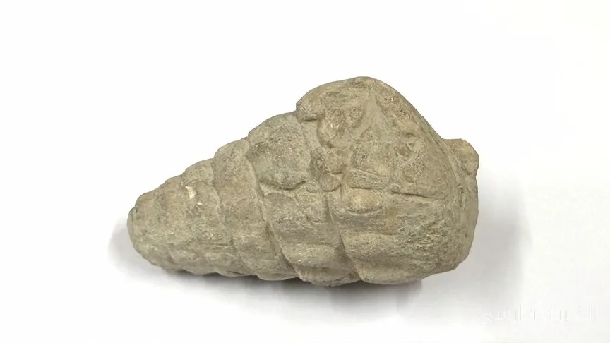 66 Million-Year-Old Fossil Discovered in Ankara by Researchers