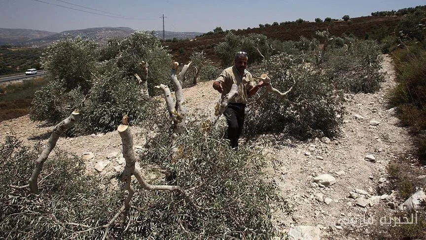 مداخله اسرائیل در زمین‌های فلسطینی و قطع درختان زیتون در روستای دیر نیدام