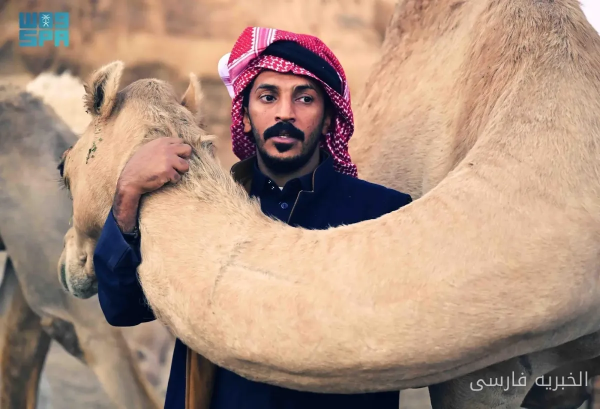 عربستان سعودی مقررات جدیدی برای تجارت شتر تصویب کرد